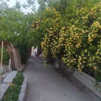 فروش-باغ