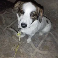 سگ‌خارجی