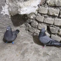 پرنده|پرنده|فسا, |دیوار
