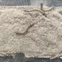 خزندگان جیرجیرک ،کرم ملیورم ،کرم سوپر میلورم