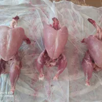 بوقلمون گوشتی بیوتی گوشت|حیوانات مزرعه|شاهرود, |دیوار