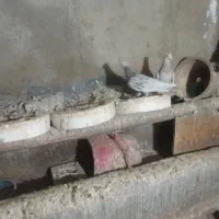 سالم سالم هست پول نیازم وگرنه نمی فرختم|پرنده|گل تپه, |دیوار