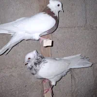 کبوتر|پرنده|فیروزآباد (فارس), |دیوار