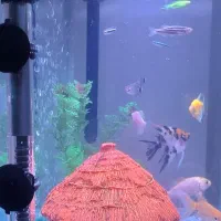 آکواریوم|ماهی|ایلام, |دیوار