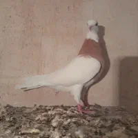 کبوتر طوقی|پرنده|شهرضا, |دیوار