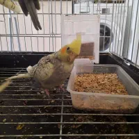 فروش پرنده با قیمت مناسب