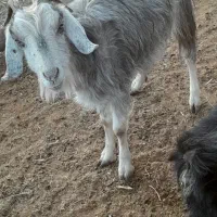 کولار وب ز رومایه گرم