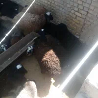 بره|حیوانات مزرعه|الیگودرز, |دیوار