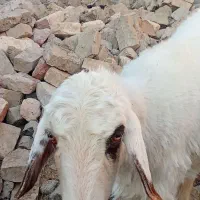 گوسفند|حیوانات مزرعه|زهک, |دیوار