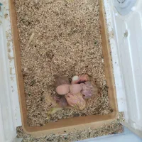 جوجه سرلاکی کوتوله برزیلی