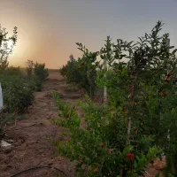 فروش-باغچه-در-ساوجبلاغ-روستای-حسن-بکول