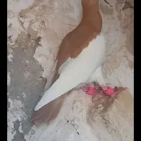 سرور شهرستانی هفت رنگ|پرنده|تهران, دستغیب|دیوار