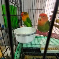 پرنده|پرنده|شهر ری, اقدسیه|دیوار