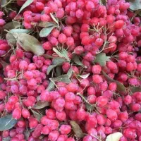زرشک تازه وخشک وآب زرشک|خوردنی و آشامیدنی|بندر ترکمن, |دیوار