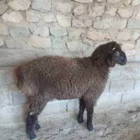 بره نر