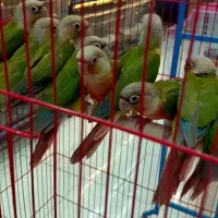 گرینچیک عروس هلندی طوطی برزیلی قناری ملنگو سهره|پرنده|کرج, شهرک رضوانیه|دیوار