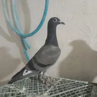 کبوتر پلاکی  جوجه