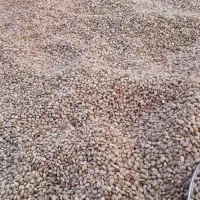 لوبیا چیتی درجه یک|خوردنی و آشامیدنی|اصفهان, فرودگاه شهید بهشتی|دیوار