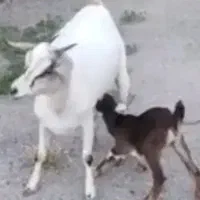 گوسفند بز وبره خوشگل وملوس