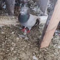 کبوتر