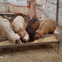 سلام بر فروش  ۴ عد سالم