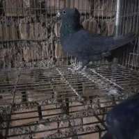 زاغ ابادانی. نر