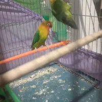 ی جفت طوطی برزیلی فیشر سبز