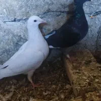 کفتر پرنده کبوتر|پرنده|مرودشت, شهرک مهدیه|دیوار