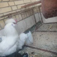 مرغ و خروس ابریشمی زیبا|حیوانات مزرعه|صدرا-فارس, فاز ۱|دیوار