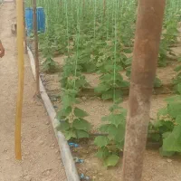 خریدار گلخانه سنتی مشعلی|خدمات باغبانی و درختکاری|تیران, |دیوار