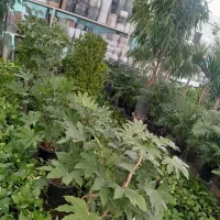 گل گیاه|گل و گیاه طبیعی|زاهدان, |دیوار