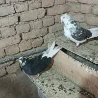 کبوتر پرشی