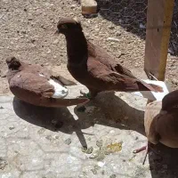 فروش کبوتر دم سفید،دوکت،کله