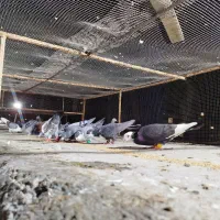 ۲۰عدد رنجر جفتی650