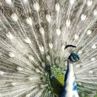 بازدید و اردو برای مدارس