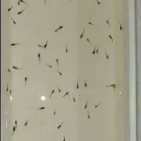 بچه ماهی گوپی