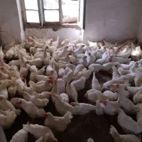 مرغ خروس بلدرچین جوجه