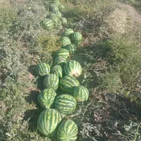 هندوانه همدان