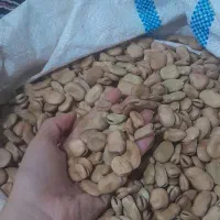 باقلا بذر ندای هفت بند|عمده‌فروشی|خان ببین, |دیوار