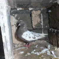 کبوتر|پرنده|مریوان, |دیوار