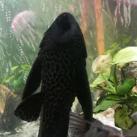 ماهی لجن خوار