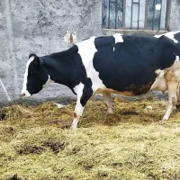 گاوهلشتاین آبستن دوهفته مانده به زایش