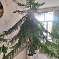 کاج مطبق|گل و گیاه طبیعی|مشهد, جاهد شهر|دیوار