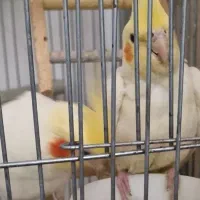 عروس هلندی به شدت کم عقل