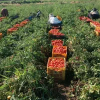 نیرو خانم و آقا جهت چیدن گوجه فرهنگی