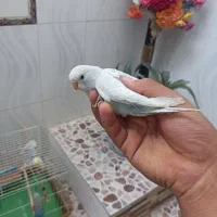 مرغ عشق|پرنده|کربال, |دیوار