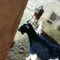 بز. گوسفند|حیوانات مزرعه|پاکدشت, پارچین|دیوار