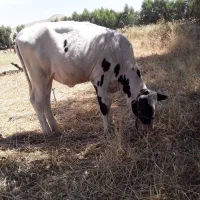 گاو شیری با گوساله سوزنی