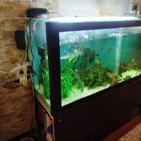 آکواریوم سالم و خیلی تمیز و بزرگ و با میز|ماهی|آستارا, |دیوار