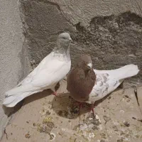 معاوضه با قناری عروس هلندی|پرنده|اندیشه, اندیشه فاز ۱|دیوار